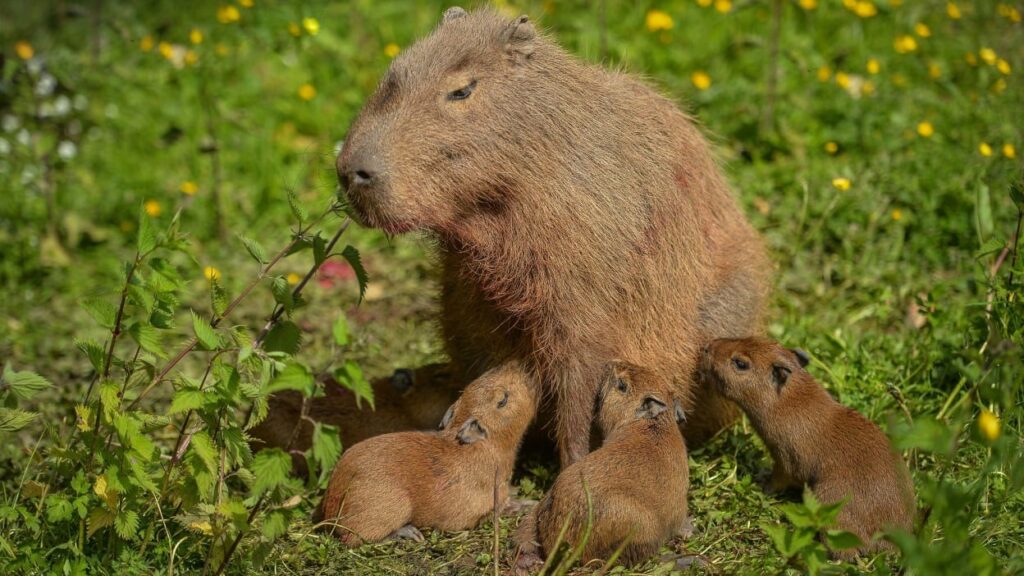 Capybara: 8 sự thật về ‘bộ trưởng ngoại giao’ của thế giới động vật
