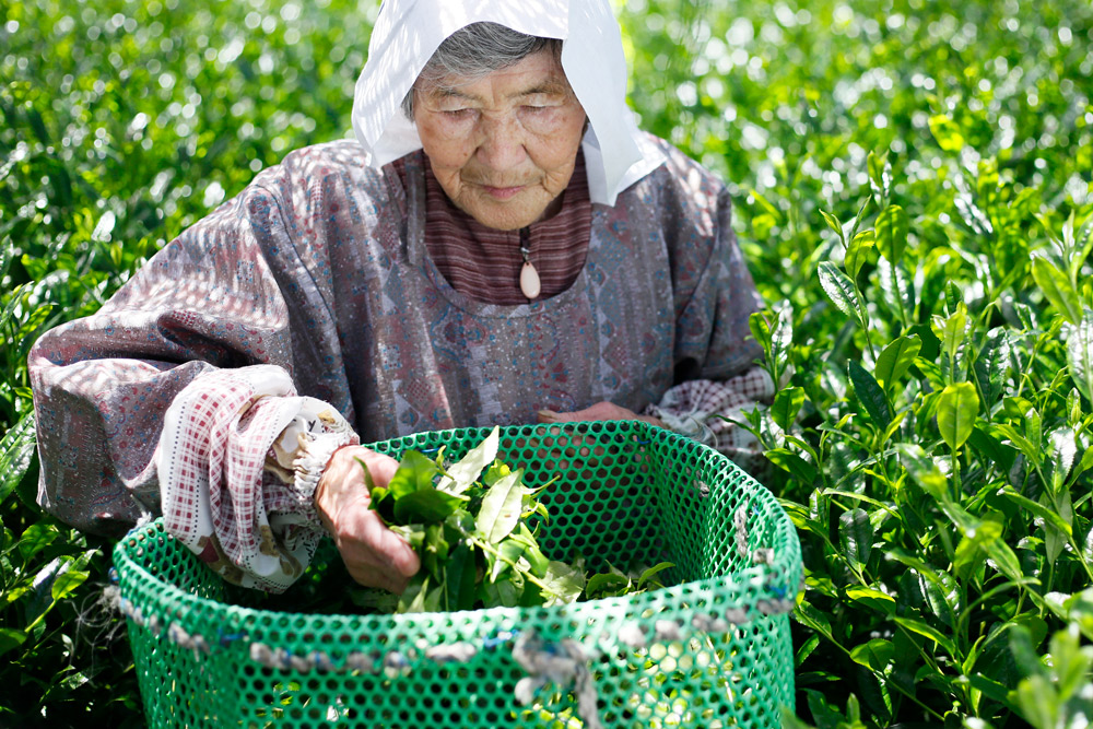 Vì sao matcha trở thành xu hướng trong lối sống hiện đại?